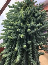 50+ pack Sedum Morganianum