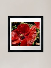 red poppy Framed Art Print
