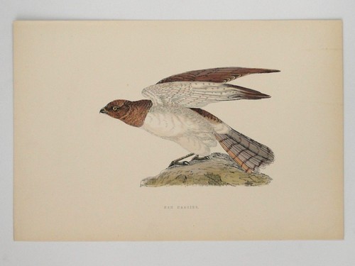 Hen harrier british bird - british, print