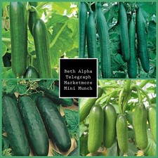 4xCucumber plug plants
