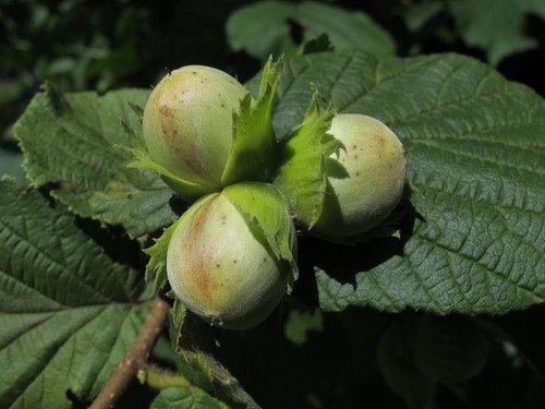 Large corylus avellana - 3x,