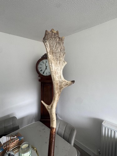 Antler horn walking stick - antler,