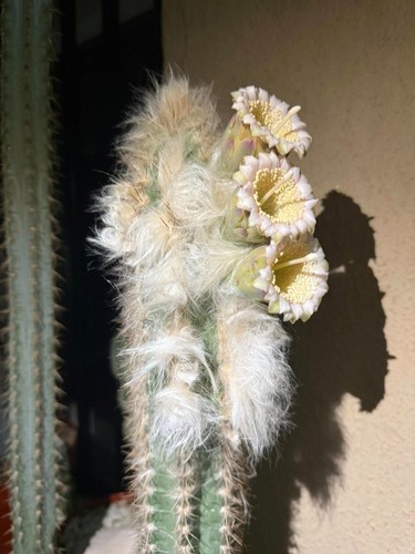 Pilosocereus palmeri 10 - pilosocereus,