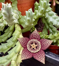 Orbea variegata Star Flower