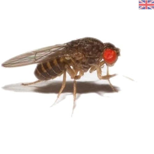 Low fat organic flightless - low,