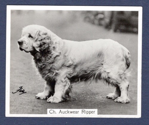 Clumber spaniel original - clumber,