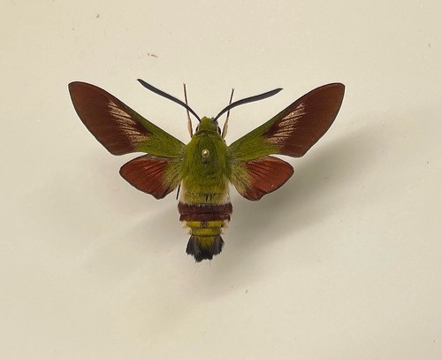 Sphingidae hemaris dentata - hemaris,
