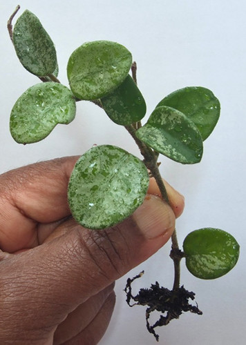 Hoya mathilde splash - hoya, splash'