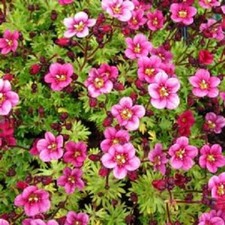 Saxifraga Arendsii 'Rose Pink'