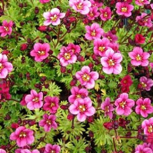 Saxifraga arendsii rose pink - saxifraga, pink'