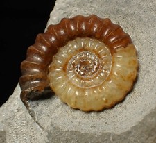 Large calcite Promicroceras