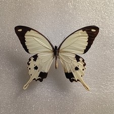 Papilio dardanus Butterfly Set