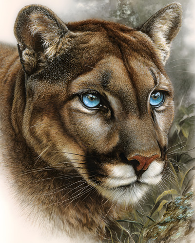 Cougar close with - cougar, close-up