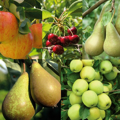 Patio fruit tree - t&m,