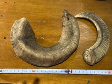2 X Large Genuine Ram Horns Taxidermy Natural Etc PD