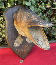 Antique British Pike Head Mount 18 1/2lb Aqualate Mere 1907 Fish Taxidermy