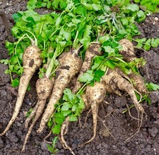 Parsnip White Gem Fresh