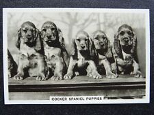 THE COCKER SPANIEL PUPPIES - DOGS R/P by Senior Service Cigarette Cards 1939