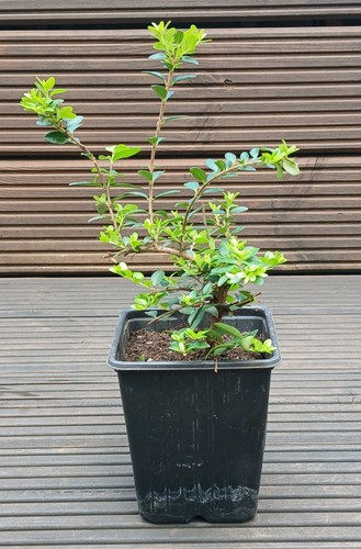 Lonicera nitida hedging - lonicera, box