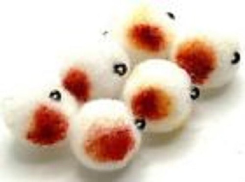 Carp trout fly - carp,
