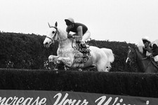 DESERT ORCHID 1989 GOLD CUP