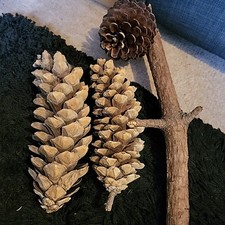 Giant Pinecones Bundle Crafts Christmas Wreath Largest 8 Inches Pinecone Pine