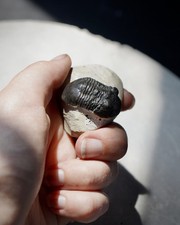 Trilobite Scutellum - Morocco