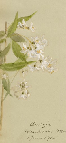 Deutzia flowers broadwater - deutzia,
