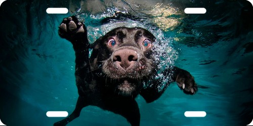 Under water labrador printed - water,