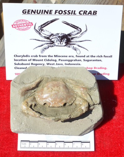 Amazing rare charybdis - #42.....amazing,