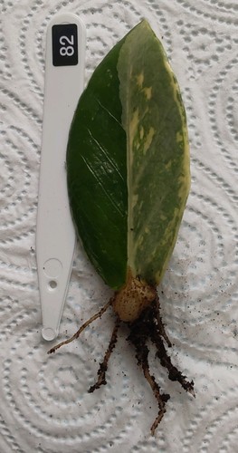 Zamioculcas zamiifolia - zamioculcas,