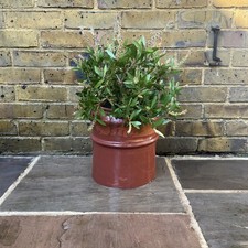 Terracotta chimney pot 27cm - pot,