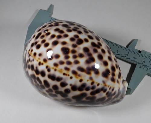 Cypraea tigris schilderiana - tigris,