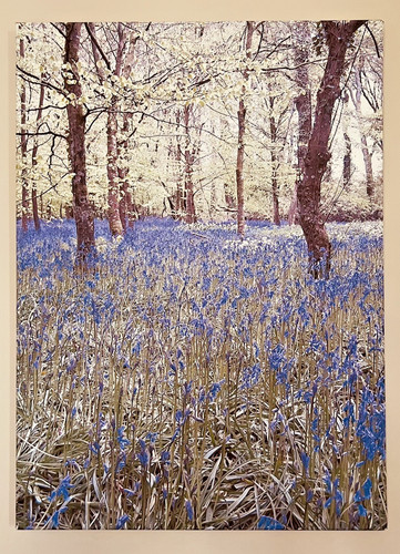 Lanhydrock bluebells cornwall - lanhydrock,