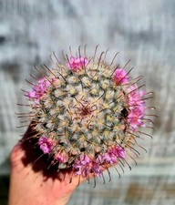 Mammillaria Bombycina | The