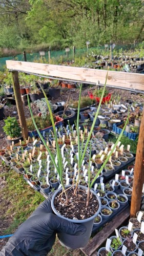 Oepri perlzwiebel perennial - perlzwiebel,