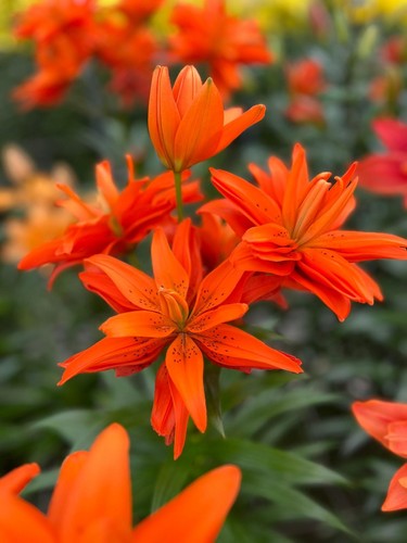 Lilium euro chic double - 3,