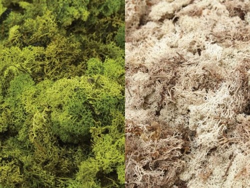 Reindeer moss natural olive - moss, natural,