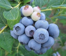 Blueberry Bush 'Duke' Plant in 1L Pot - The king of Vaccinium heavy yielding