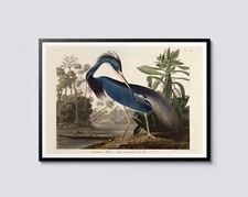 Louisiana heron print john - print,,