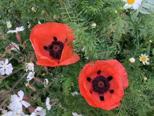 Common field poppy papaver - common,