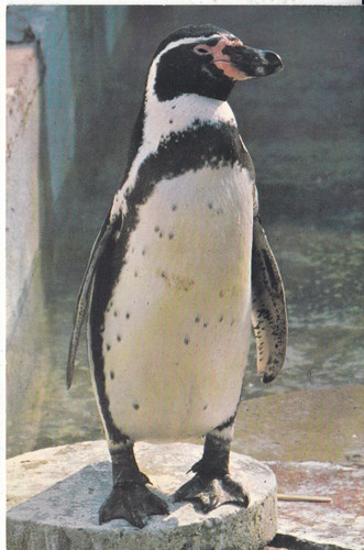 Penguin postcard unused - penguin,