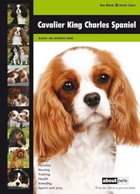 Cavalier king charles spaniel - king,