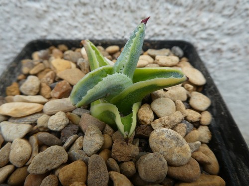 Agave cornelius variegata - agave,