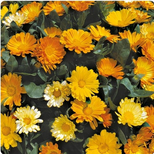 Calendula plants - calendula,