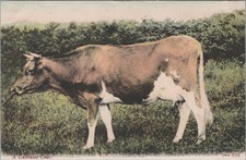 Animal Postcard: A Guernsey