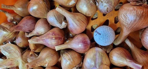Aristocrat shallots - aristocrat,
