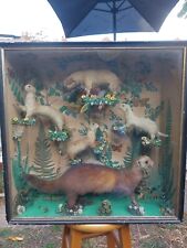 Stunning Antique 1863 Taxidermy Cased Miniature Dog Stoats  *SUPPORTS NURSING