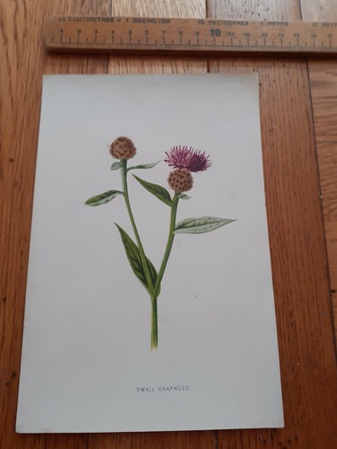 Vintage botanical flower - , print