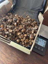 350g Real English Oak Acorns